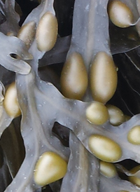 Bladder Wrack